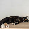 cat, kittens, tortoiseshell, black_cat, white_paws, sleeping, lying_down, indoors, floor, wood_floor, wall, pet, feline, animal, cute, relaxed, portrait, whiskers, ears, fluffy