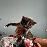 kitten, cat, black_and_white, calico, animal, pet, whiskers, pink_paw_pads, toe_beans, tongue_out, fluffy, fur, small, held, human_hand, bedroom, bed, indoor, sunlight, portrait