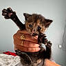 Nami a rejoint le concours — aidez-le/la à gagner de superbes lots ! kitten, cat, black_cat, paw, paws, pink_paw_pads, fur, whiskers, ears, eyes, nose, animal, pet, being_held, human_hand, jewelry, ring, bed, blanket, indoor