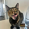 Nami a rejoint le concours — aidez-le/la à gagner de superbes lots ! cat, tortoiseshell, feline, pet, animal, open_mouth, meowing, tongue, whiskers, golden_eyes, pointed_ears, short_hair, sitting, indoors, table, water_bottle, kitchen, portrait, close_up, funny_expression
