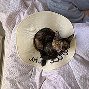 Nami a rejoint le concours — aidez-le/la à gagner de superbes lots ! cat, tortoiseshell_cat, pet, animal, feline, sunhat, hat, bed, blanket, bedroom, indoors, curled_up, lying_down, green_eyes, whiskers, ears, fur, relaxed, cozy, portrait