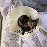cat, tortoiseshell_cat, pet, animal, feline, sunhat, hat, bed, blanket, bedroom, indoors, curled_up, lying_down, green_eyes, whiskers, ears, fur, relaxed, cozy, portrait