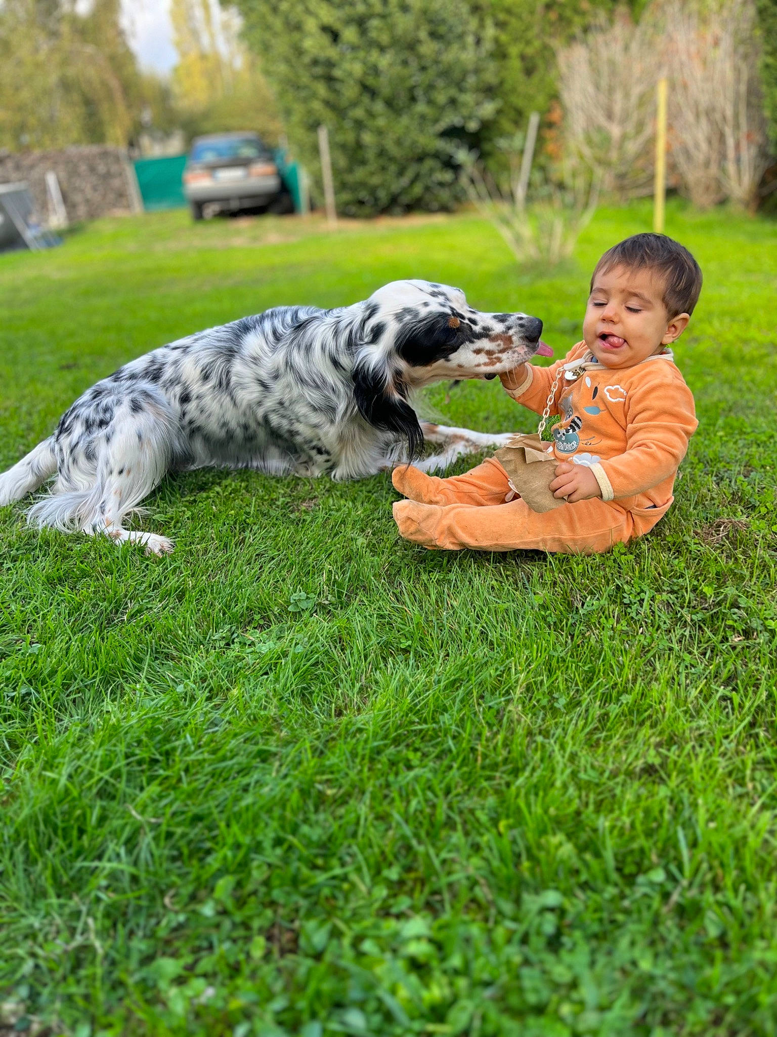 Lyam participe au concours pour gagner de l'argent avec cette photo : canidae, car, carnivore, companion_dog, dog, dog_breed, grass, grassland, happy, herding_dog, leisure, military_camouflage, people_in_nature, person, plant, recreation, smile, sporting_group, tail, tree