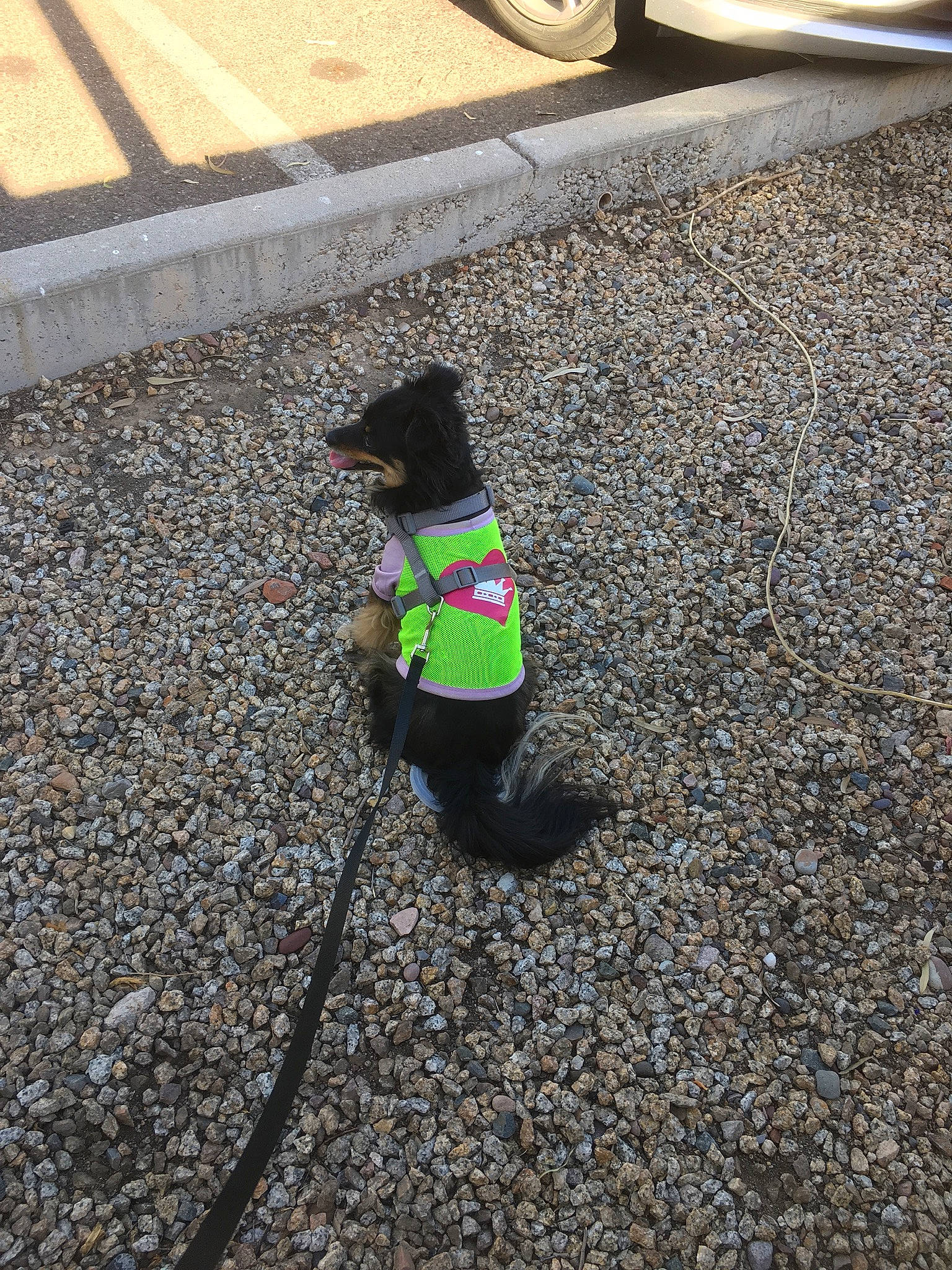 Fergie joined the competition — help win amazing prizes! asphalt, automotive_tire, carnivore, companion_dog, dog, dog_breed, fawn, flooring, grass, line, plant, road, road_surface, sidewalk, tail, tar, tints_and_shades, tire, wheel, yellow