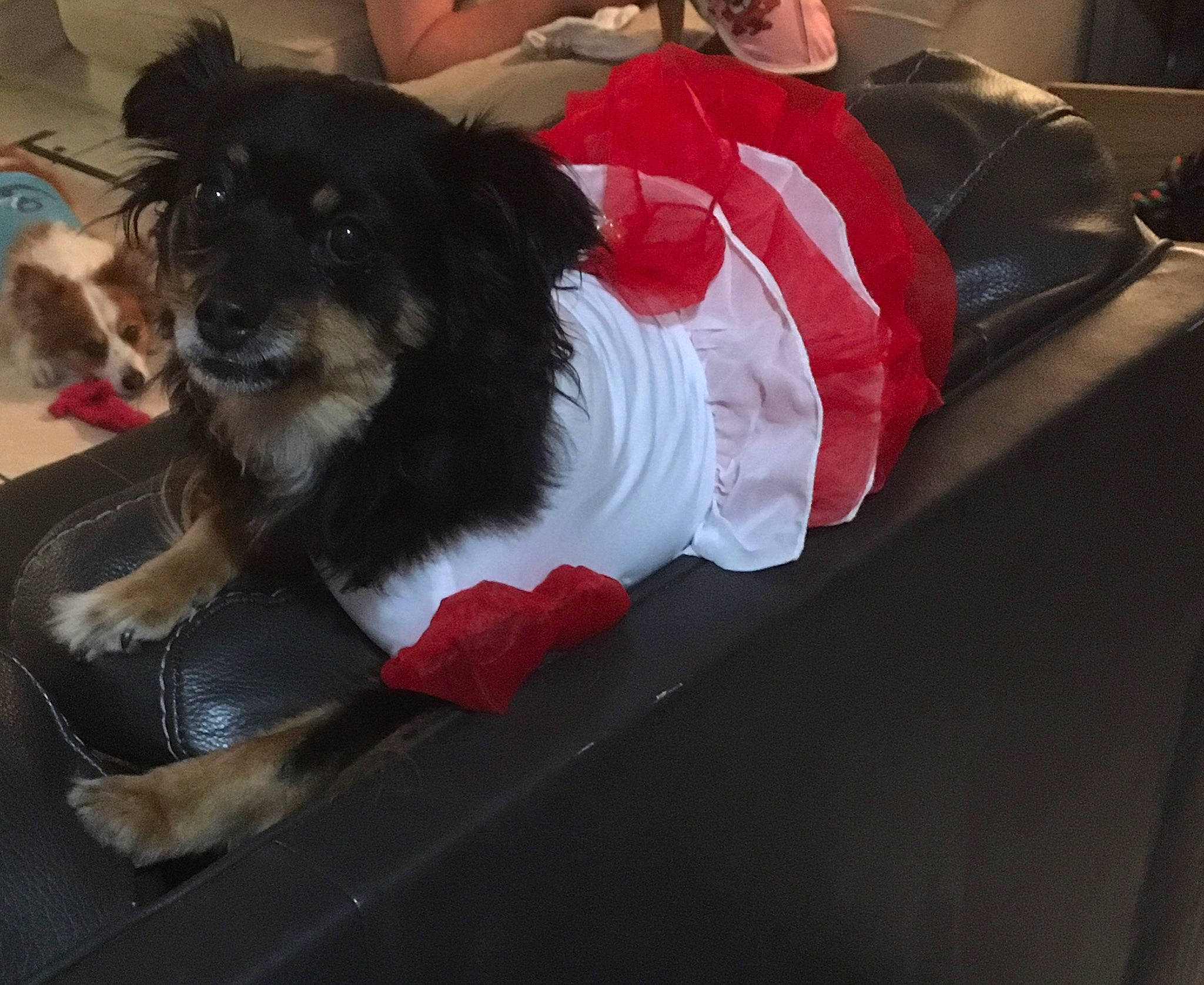 Fergie is registered to the contest to win money with this photo: carmine, carnivore, cavalier_king_charles_spaniel, collar, companion_dog, dog, dog_bed, dog_breed, dog_clothes, dog_supply, fur, lap, pet_supply, santa_claus, small_terrier, snout, sporting_group, tail, terrier, toy_dog