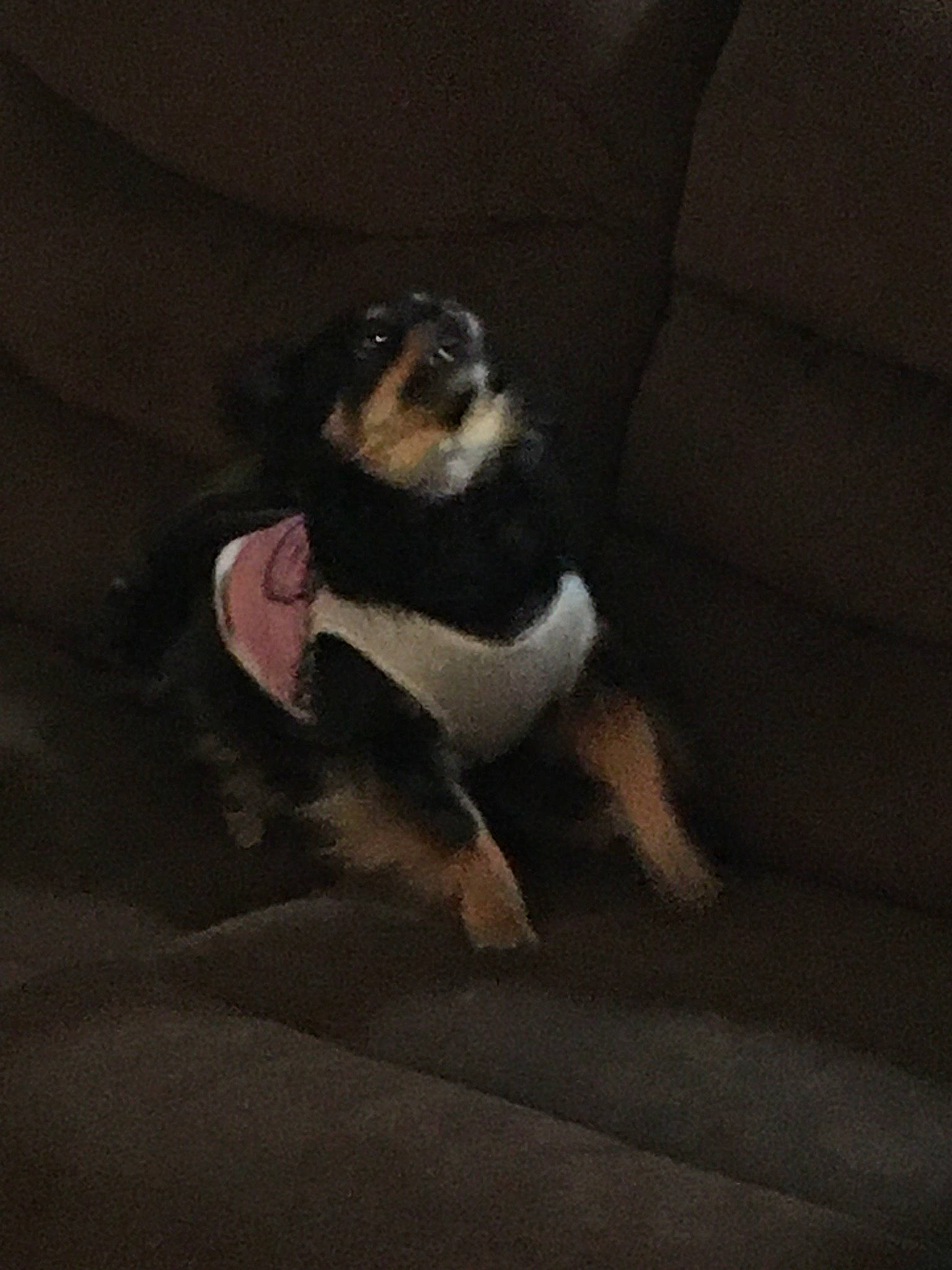 Fergie is registered to the contest to win money with this photo: canidae, carnivore, cloud, comfort, companion_dog, dog, dog_breed, fawn, flooring, foot, grey, human_leg, knee, paw, snout, sporting_group, tail, tints_and_shades, toy_dog, whiskers