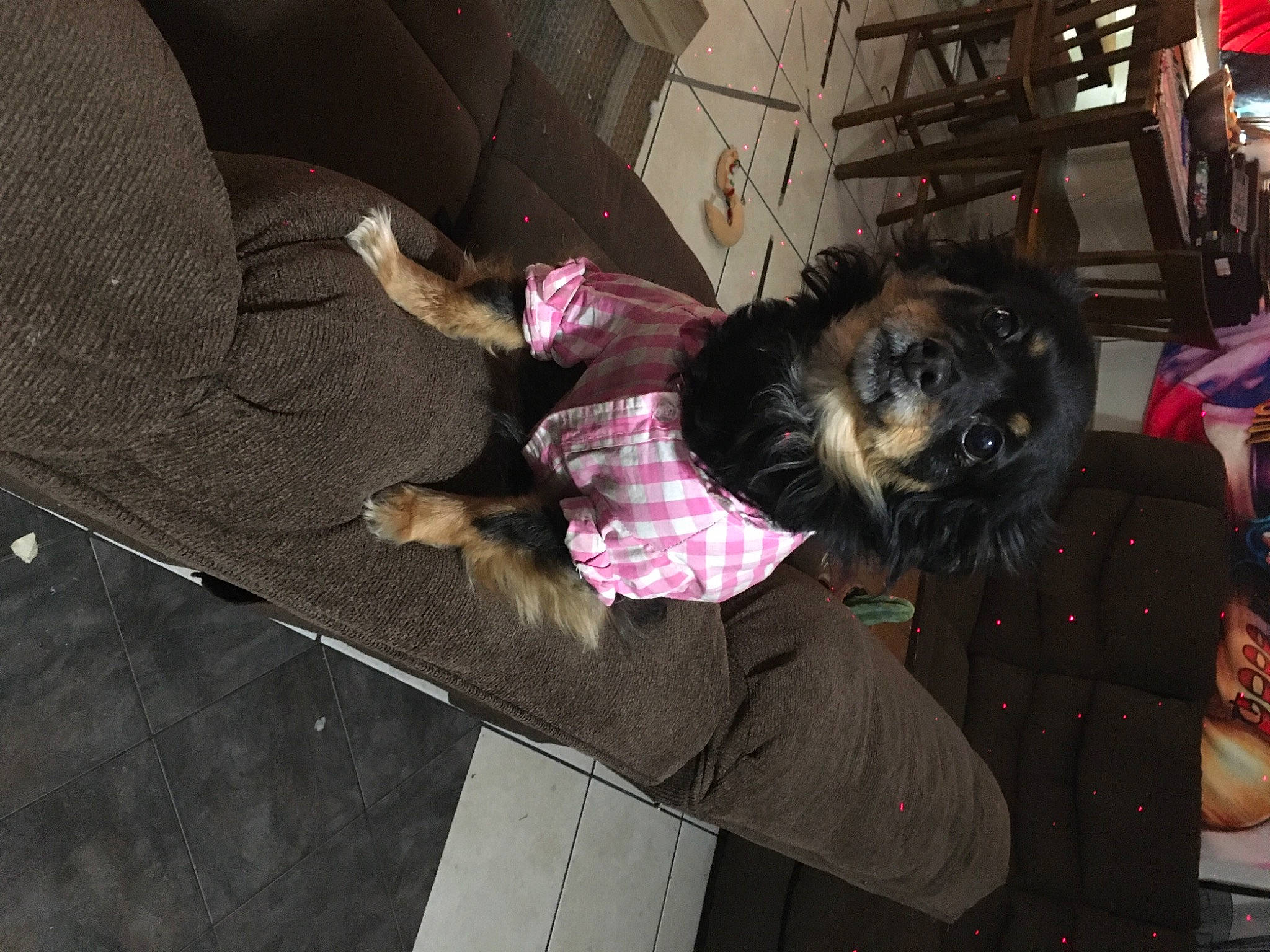 Fergie is registered to the contest to win money with this photo: canidae, carnivore, comfort, companion_dog, dog, dog_breed, felidae, flooring, fun, fur, guard_dog, non_sporting_group, purple, room, sitting, sporting_group, toy_dog, tree