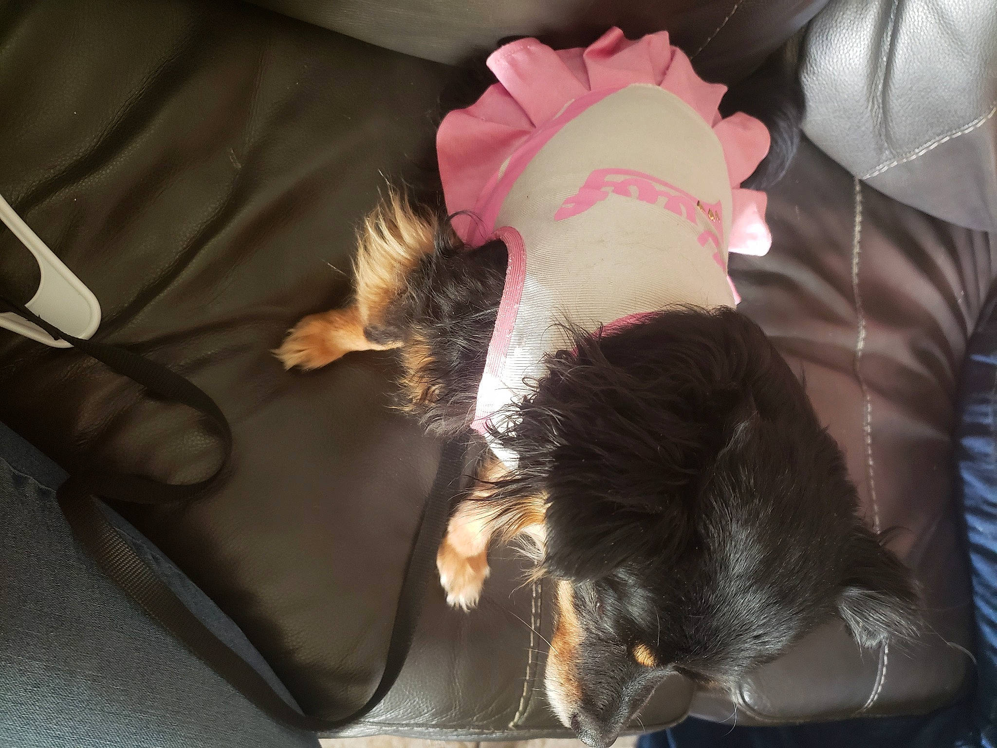 Princess Fergie is registered to the contest to win money with this photo: black_hair, canidae, comfort, companion_dog, dog_breed, eyelash, fashion_accessory, feather, felidae, fun, fur, gesture, hair_coloring, headpiece, human_leg, mammal, small_to_medium_sized_cats, sporting_group, tail, whiskers