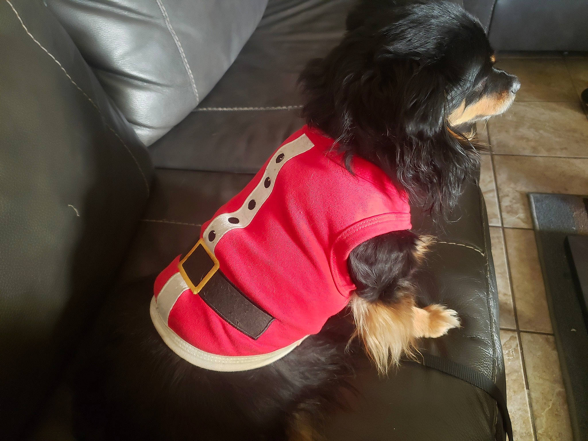 Princess Fergie joined the competition — help win amazing prizes! black_hair, canidae, carnivore, comfort, companion_dog, dog, dog_breed, dog_clothes, dog_supply, fawn, flooring, fur, liver, pet_supply, sitting, snout, sporting_group, street_fashion, toy_dog, working_animal