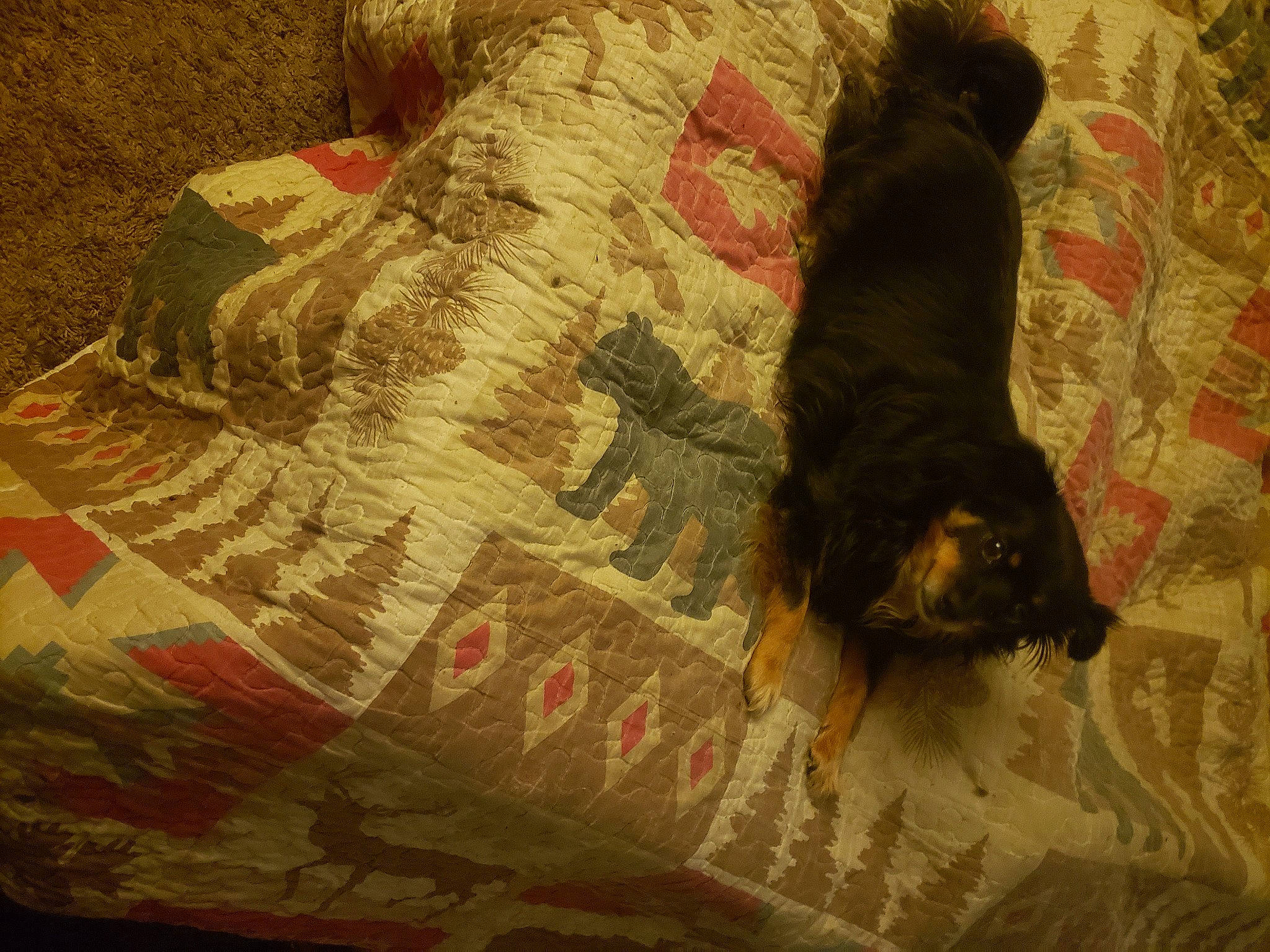 Princess Fergie joined the competition — help win amazing prizes! art, brown, carnivore, comfort, companion_dog, couch, dog, dog_breed, fawn, felidae, flooring, fur, linens, pattern, small_to_medium_sized_cats, tail, textile, tints_and_shades, wood, working_animal