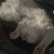 Haru participe au concours pour gagner de l'argent avec cette photo : cat, white_fur, fluffy, sleeping, upside_down, stool, indoor, relaxed, paw_pads, whiskers, cozy, shadow, feline, resting, animal, pet, cute, soft, comfortable, home