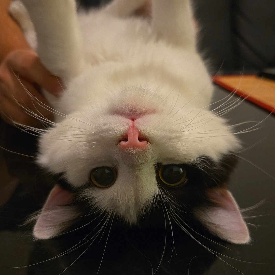 Haru