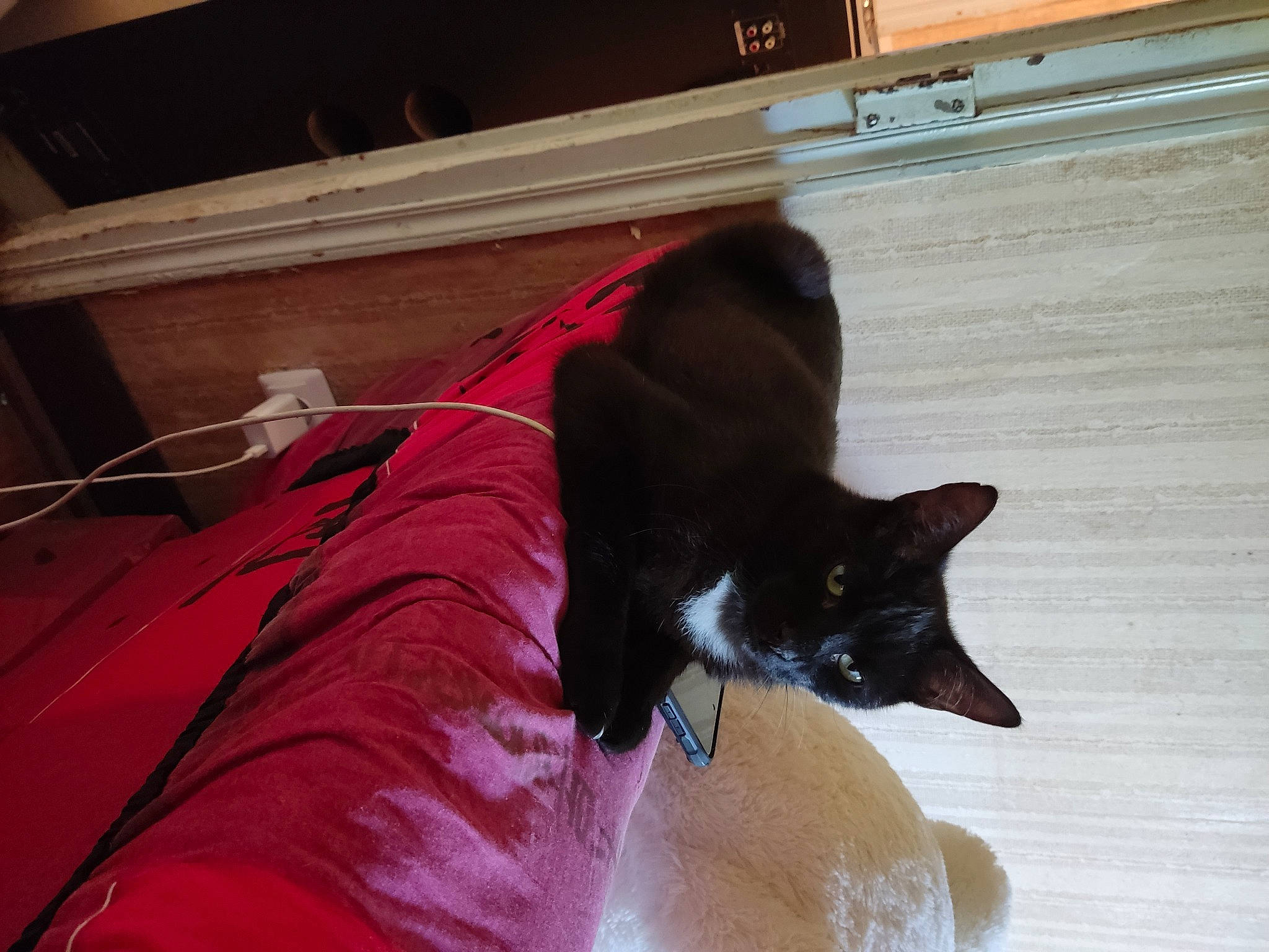 Ringo participe au concours pour gagner de l'argent avec cette photo : black_cat, bombay, carmine, carnivore, cat, claw, comfort, dog_breed, domestic_short_haired_cat, felidae, flooring, fur, hardwood, linens, magenta, paw, small_to_medium_sized_cats, tail, thai, whiskers