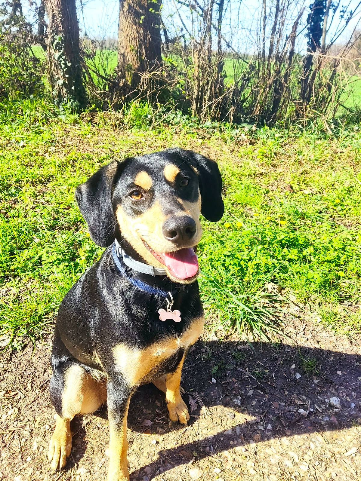 Sally a rejoint le concours — aidez-le/la à gagner de superbes lots ! canidae, carnivore, companion_dog, dog, dog_breed, fawn, grass, guard_dog, hound, hunting_dog, personal_protective_equipment, plant, scent_hound, sky, snout, sporting_group, terrestrial_animal, tree, working_animal, working_dog