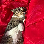 Sushi is registered to the contest to win money with this photo: animal, bed, blanket, cat, close_up, cozy, ears, eyes, feline, indoors, lying_down, pet, portrait, red_blanket, relaxed, sleeping, striped_fur, tabby_cat, whiskers, white_chest