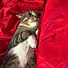 animal, bed, blanket, cat, close_up, cozy, ears, eyes, feline, indoors, lying_down, pet, portrait, red_blanket, relaxed, sleeping, striped_fur, tabby_cat, whiskers, white_chest