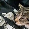 Sushi is registered to the contest to win money with this photo: animal, black, blanket, brown, cat, close_up, cozy, ears, fabric, face, fur, indoors, pet, portrait, relaxed, resting, sleeping, sleepy, tabby, whiskers