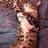 Sushi is registered to the contest to win money with this photo: bed, belly_up, blanket, brown, cat, closed_eyes, cozy, ears, fur, indoor, lying_down, paws, pet, portrait, relaxed, sleeping, striped, tabby_cat, whiskers, white