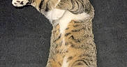 Sushi is registered to the contest to win money with this photo: animal, belly, black_background, cat, couch, cute, ears, feline, indoor, lying_down, paws, pet, playful, portrait, relaxed, striped fur, tabby_cat, tail, whiskers, yellow_eyes