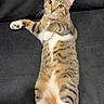 animal, belly, black_background, cat, couch, cute, ears, feline, indoor, lying_down, paws, pet, playful, portrait, relaxed, striped fur, tabby_cat, tail, whiskers, yellow_eyes