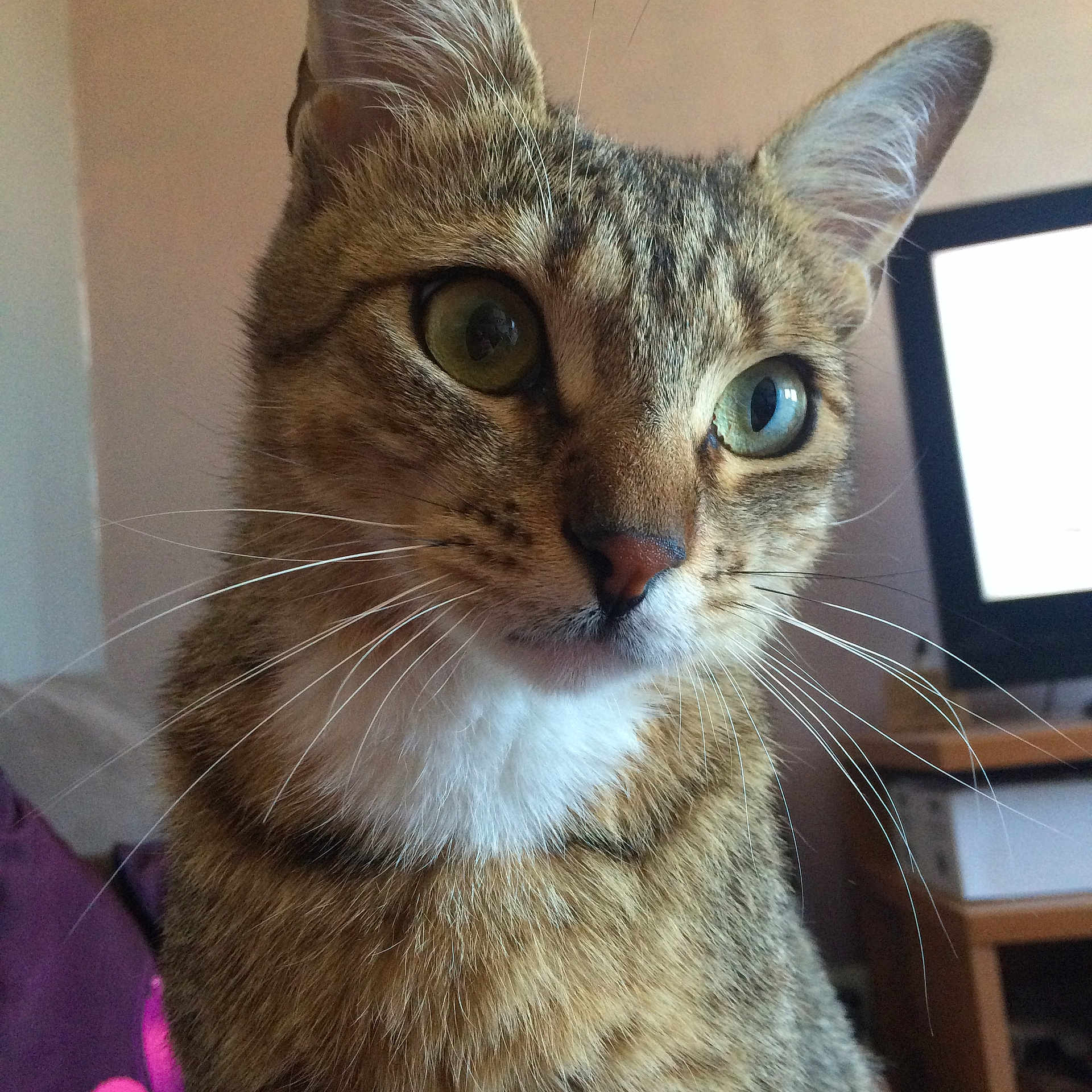 Gigi participe au concours pour gagner de l'argent avec cette photo : aegean_cat, asian, cat, cat_like_mammal, domestic_short_haired_cat, dragon_li, european_shorthair, fauna, fur, kitten, small_to_medium_sized_cats, snout, tabby_cat, toyger, whiskers