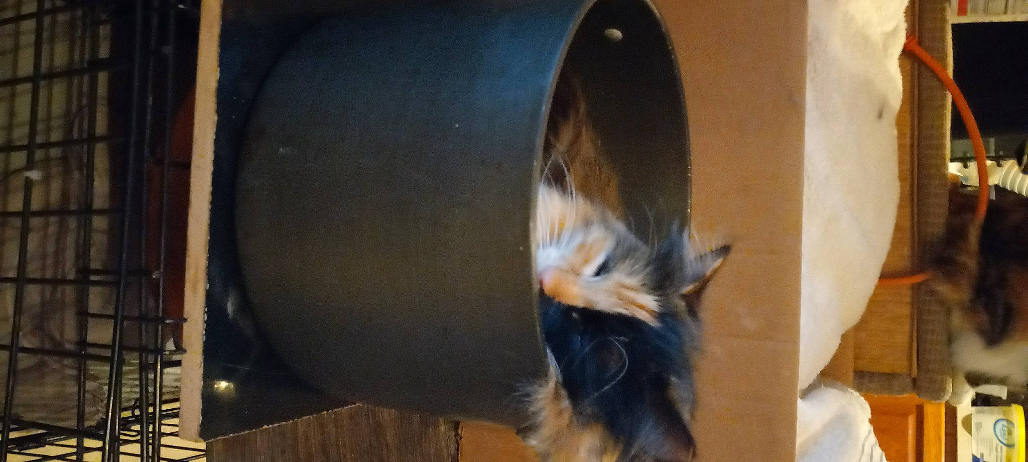 Reese joined the competition — help win amazing prizes! animal_feed, automotive_tire, canidae, carnivore, cat, cat_supply, claw, dog_breed, domestic_short_haired_cat, fawn, felidae, flooring, fur, hardwood, pet_supply, small_to_medium_sized_cats, snout, tail, whiskers, wood