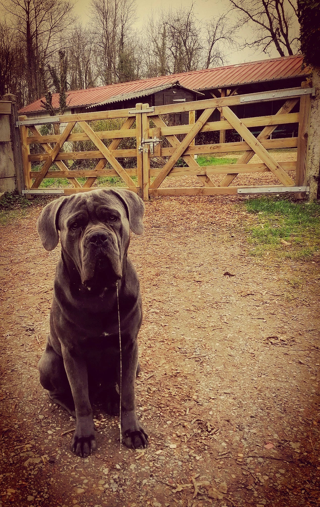 Ralph a rejoint le concours — aidez-le/la à gagner de superbes lots ! canidae, carnivore, companion_dog, dog, dog_breed, fawn, fence, grass, guard_dog, landscape, molosser, plant, snout, soil, tints_and_shades, toy_dog, tree, wood, working_animal, wrinkle