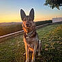 Oska participe au concours pour gagner de l'argent avec cette photo : dog, german_shepherd, grass, sunset, outdoor, nature, tree, fence, collar, pet, animal, sky, evening, landscape, sunlight, canine, sitting, quiet, peaceful, yard