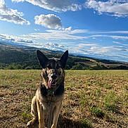 Oska participe au concours pour gagner de l'argent avec cette photo : dog, german_shepherd, animal, pet, outdoor, field, grass, sky, clouds, nature, sunlight, leash, happy, tongue_out, canine, landscape, rural, summer, ears_up, sitting