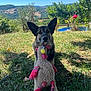 Oska a rejoint le concours — aidez-le/la à gagner de superbes lots ! dog, german_shepherd, plush_toy, chicken_toy, grass, garden, outdoor, sunny, greenery, trees, hills, blue_sky, pet, animal, canine, toy, nature, summer, relaxed, daytime