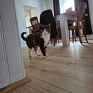 Cookie a rejoint le concours — aidez-le/la à gagner de superbes lots ! cat, calico_cat, wooden_floor, dining_room, chair, table, curtains, natural_light, indoor, furniture, flooring, pet, animal, whiskers, tail, domestic, home, window, curtain_rod, coat