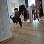 cat, calico_cat, wooden_floor, dining_room, chair, table, curtains, natural_light, indoor, furniture, flooring, pet, animal, whiskers, tail, domestic, home, window, curtain_rod, coat