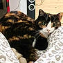 cat, calico, green_eyes, whiskers, cushion, pattern, indoor, furniture, speaker, wooden_wall, pet, resting, cozy, close_up, animal, fur, cute, domestic, relaxed, home
