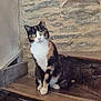 cat, calico_cat, stairs, wooden_stairs, stone_wall, green_eyes, pet, animal, curious, sitting, indoor, feline, fur, whiskers, ears, paw, looking, resting, domestic_cat, cute