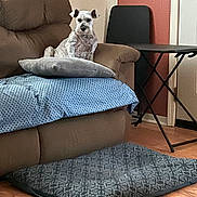 Cricket is registered to the contest to win money with this photo: dog, schnauzer, pet, sitting, couch, sofa, pillow, blanket, living_room, indoor, furniture, chair, table, folding_table, floor_cushion, wood_floor, home, portrait, alert, cozy