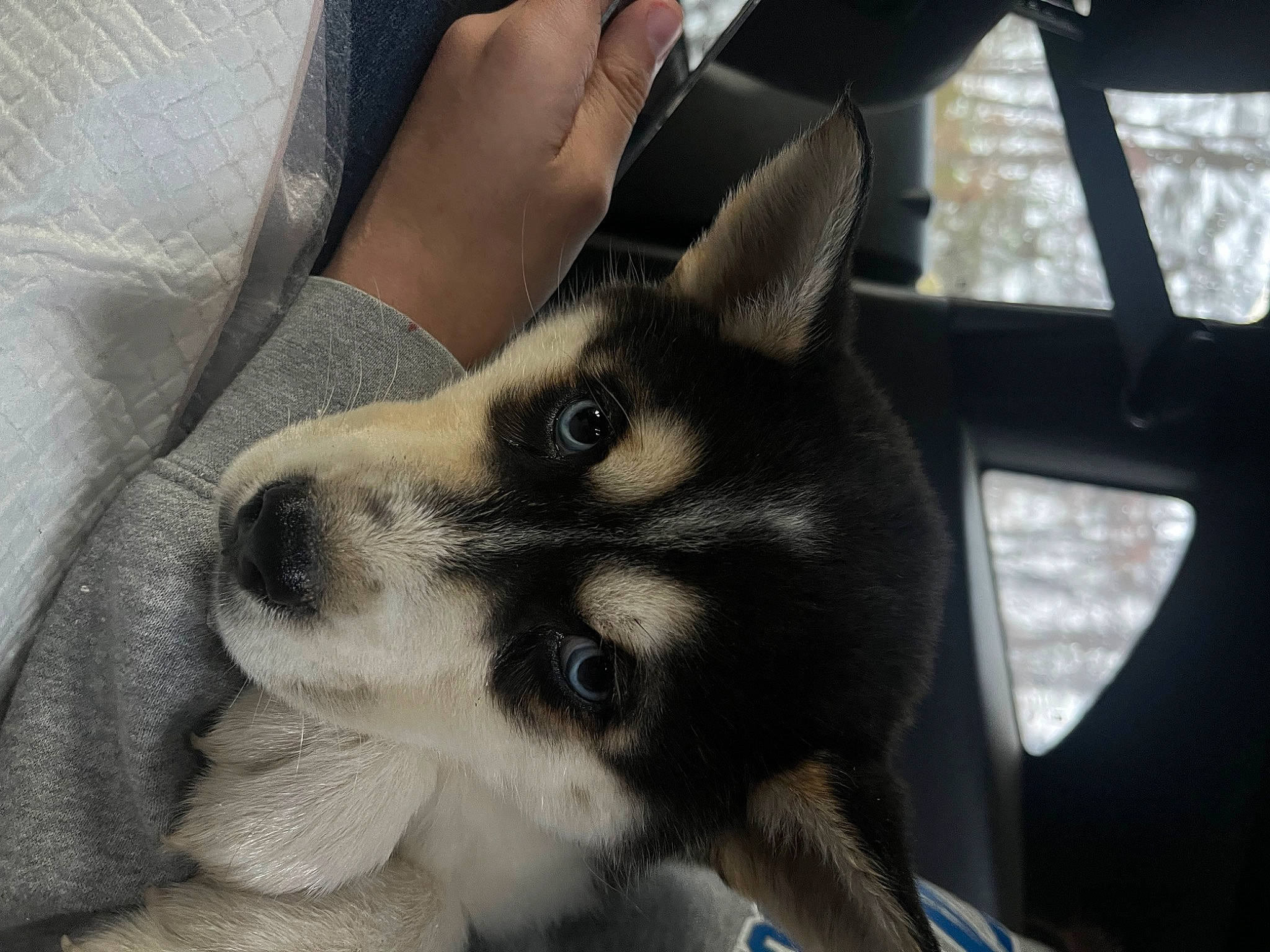 Mako joined the competition — help win amazing prizes! automotive_tire, canidae, carnivore, comfort, companion_dog, dog, dog_breed, dog_supply, fur, hood, paw, rim, sleeve, snout, sporting_group, terrestrial_animal, toy_dog, wheel, whiskers, window