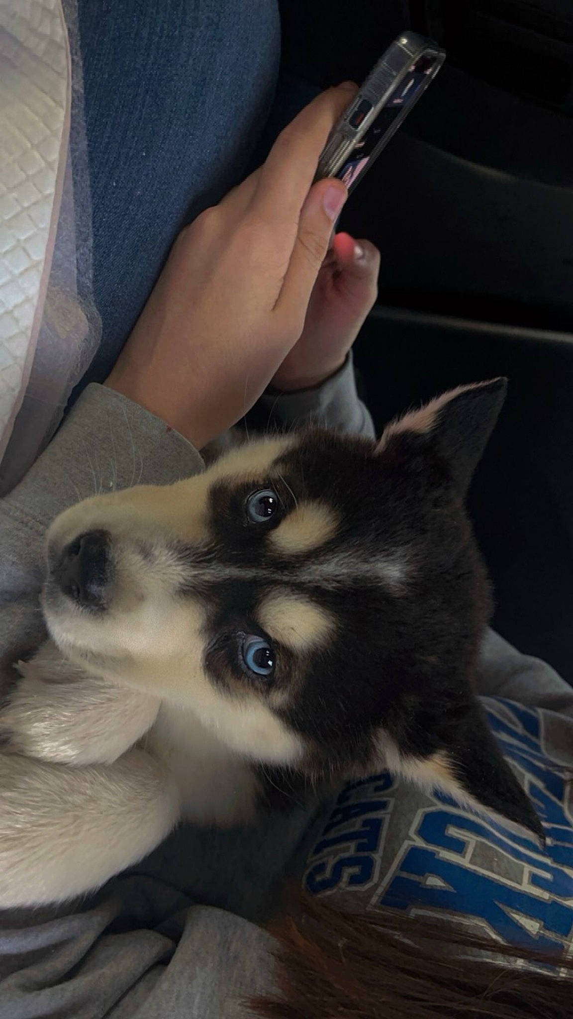 Mako is registered to the contest to win money with this photo: canidae, carnivore, claw, comfort, companion_dog, dog, dog_breed, ear, eye, fawn, felidae, finger, fur, gesture, jaw, nail, paw, small_to_medium_sized_cats, snout, whiskers