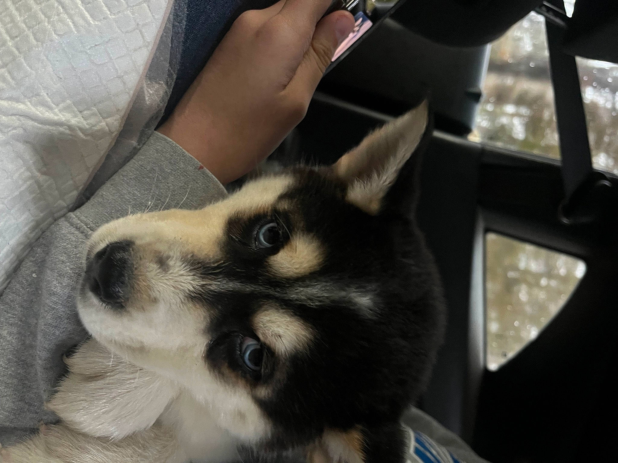 Mako is registered to the contest to win money with this photo: camera, canidae, carnivore, comfort, companion_dog, dog, dog_breed, dress_shirt, ear, elbow, fawn, fur, gesture, hand, nail, sleeve, snout, terrestrial_animal, whiskers, working_dog