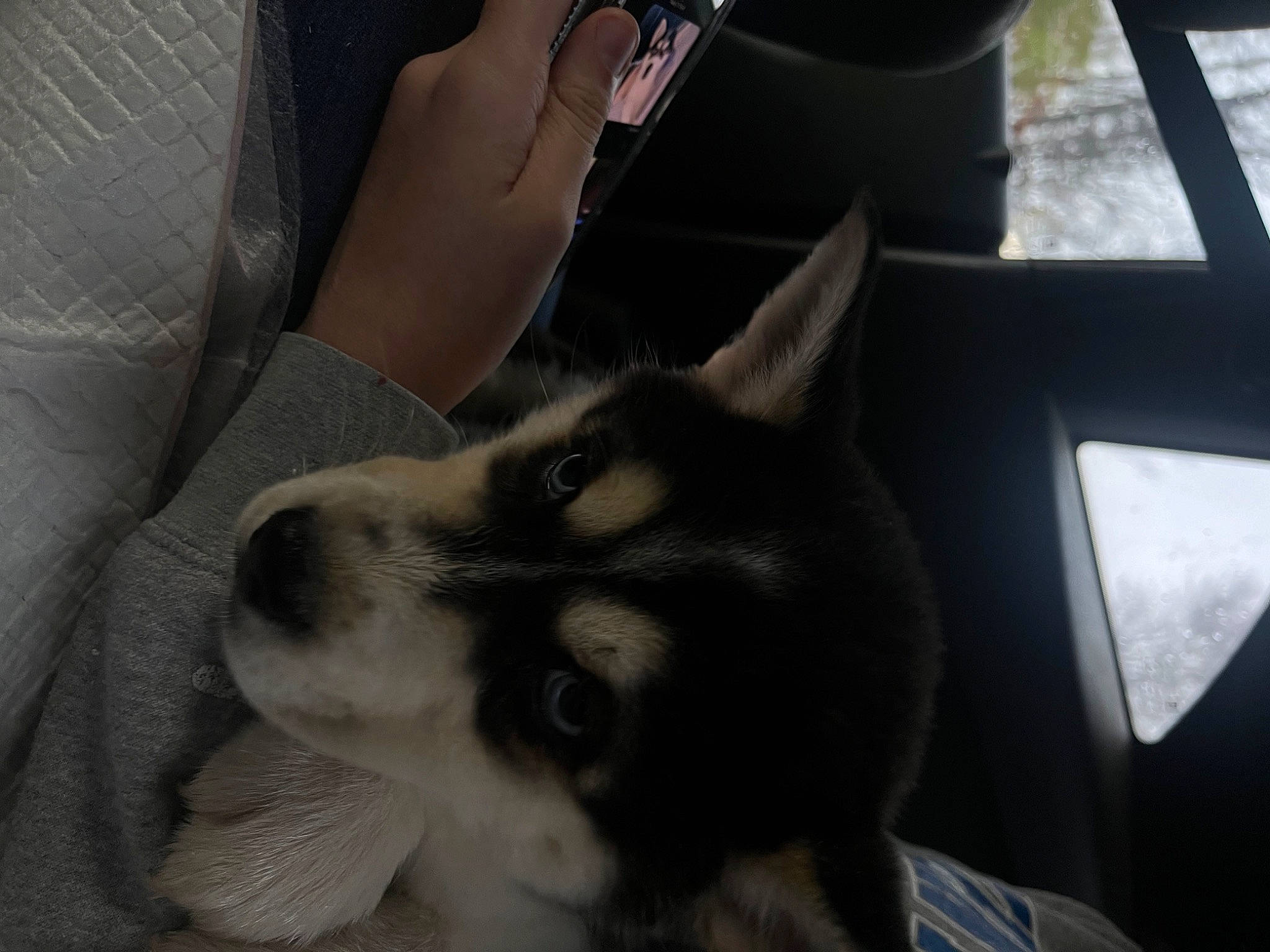 Mako is registered to the contest to win money with this photo: auto_part, automotive_design, canidae, car_seat, carnivore, comfort, companion_dog, dog, dog_breed, fur, head_restraint, siberian_husky, sled_dog, snout, terrestrial_animal, vehicle_door, whiskers, window, working_animal, working_dog