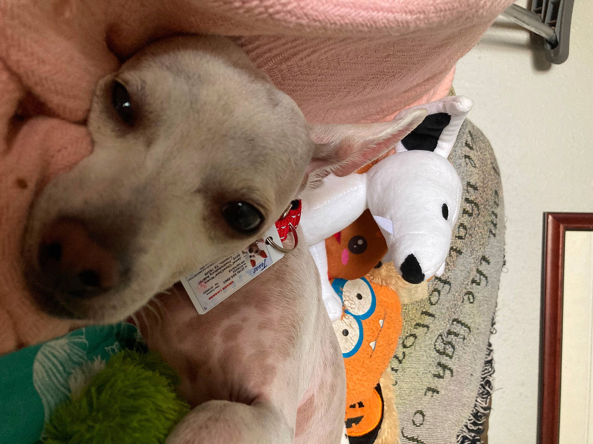 Chewchew is registered to the contest to win money with this photo: canidae, carnivore, collar, companion_dog, dog, dog_bed, dog_breed, dog_collar, dog_supply, fawn, fur, paw, pet_supply, puppy_love, snout, sporting_group, stuffed_toy, telephone, whiskers, working_animal