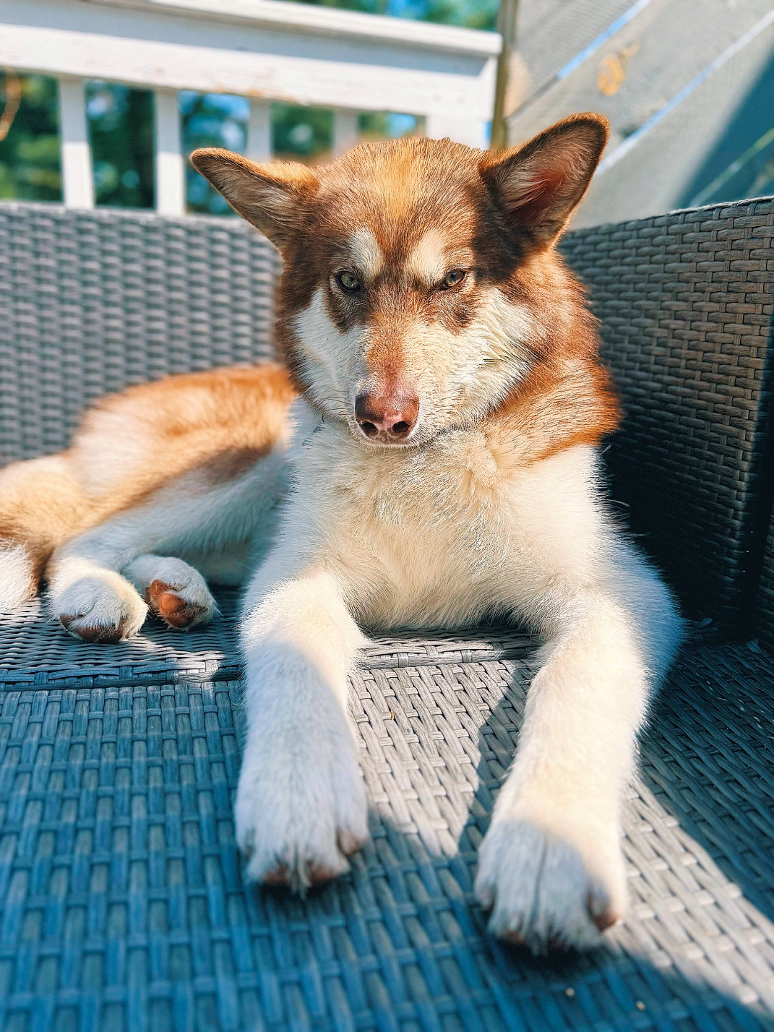 Marnie joined the competition — help win amazing prizes! canidae, canis, carnivore, companion_dog, dog, dog_breed, fawn, fox, fur, snout, sporting_group, tail, terrestrial_animal, whiskers, wildlife, working_dog