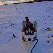 Axel is registered to the contest to win money with this photo: puppy, dog, husky, snow, leash, outdoor, field, cloudy_sky, winter, animal, pet, walking, young, blue_eyes, fur, nature, playful, cold, canine, adorable