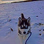 puppy, dog, husky, snow, leash, outdoor, field, cloudy_sky, winter, animal, pet, walking, young, blue_eyes, fur, nature, playful, cold, canine, adorable