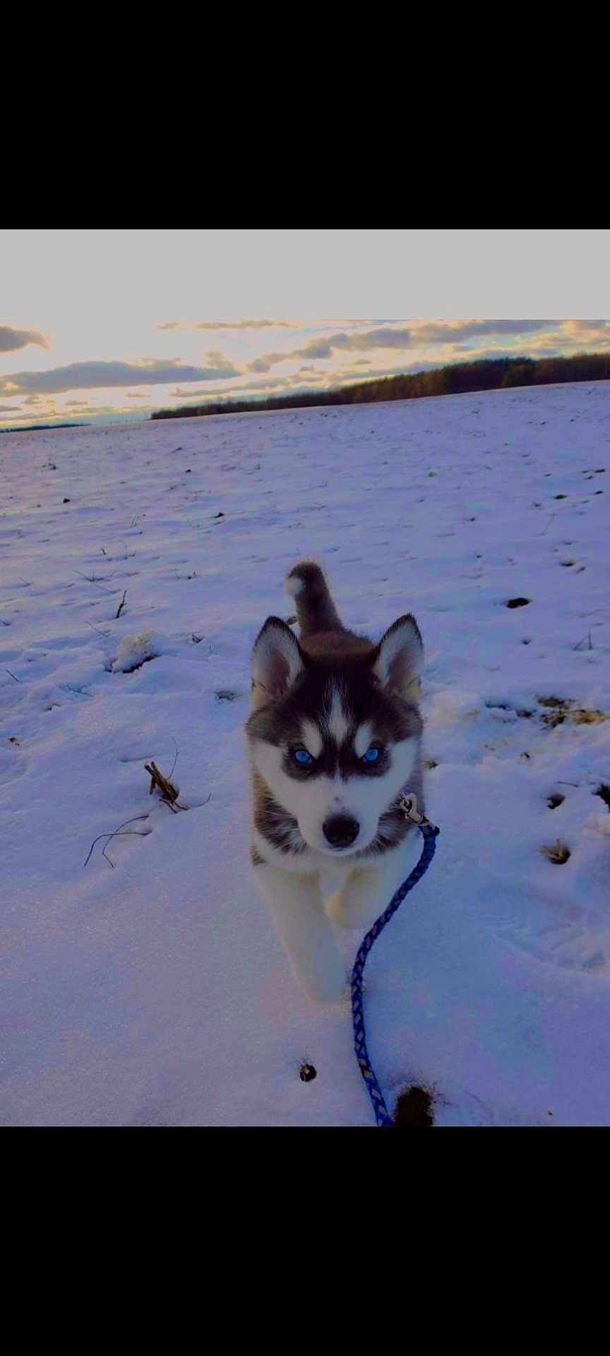 Axel is registered to the contest to win money with this photo: puppy, dog, husky, snow, leash, outdoor, field, cloudy_sky, winter, animal, pet, walking, young, blue_eyes, fur, nature, playful, cold, canine, adorable