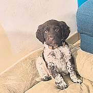 Alpha a rejoint le concours — aidez-le/la à gagner de superbes lots ! puppy, dog, bed, indoor, pet, canine, fur, collar, sitting, cute, animal, young, spot, brown, white, cozy, relaxed, looking, floor, home