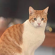 Mac is registered to the contest to win money with this photo: cat, orange_tabby, ginger_cat, domestic_cat, pet, feline, portrait, close_up, whiskers, ears, eyes, pink_nose, white_fur, orange_fur, sitting, indoor, soft_light, bokeh, curious_expression, domestic_pet