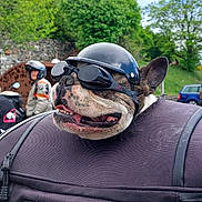 Roofy participe au concours pour gagner de l'argent avec cette photo : adventure, bag, biker, dog, french_bulldog, goggles, helmet, motorcycle, motorcyclist, outdoor, parked_cars, people, pet, road, smiling, stone_wall, transportation, travel, trees, vehicle