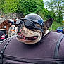 adventure, bag, biker, dog, french_bulldog, goggles, helmet, motorcycle, motorcyclist, outdoor, parked_cars, people, pet, road, smiling, stone_wall, transportation, travel, trees, vehicle