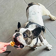 Roofy a rejoint le concours — aidez-le/la à gagner de superbes lots ! dog, french_bulldog, pet, animal, indoor, food, snack, hand, tile_floor, excited, wide_eyes, mouth_open, leash, collar, white_fur, brown_spots, playful, cute, companion, domestic