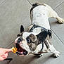 dog, french_bulldog, pet, animal, indoor, food, snack, hand, tile_floor, excited, wide_eyes, mouth_open, leash, collar, white_fur, brown_spots, playful, cute, companion, domestic